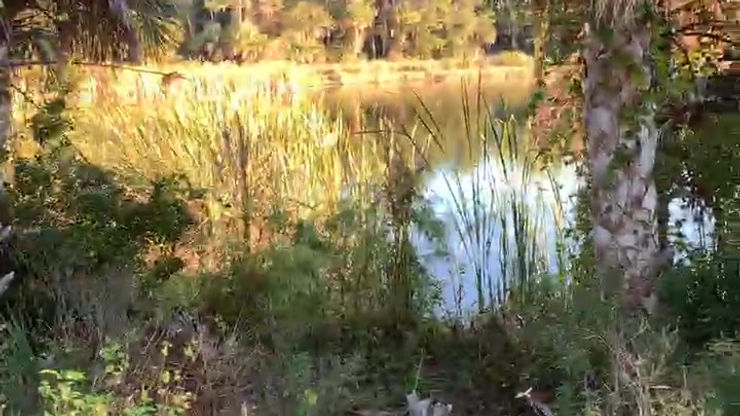 Oscar Scherer State Park